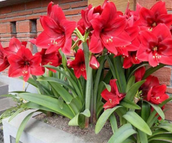 Trải nghiệm đặc điểm ý nghĩa của Hoa Huệ đỏ