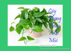 Top List các Cây phong thủy tuổi Mùi đem nhiều tài Lộc