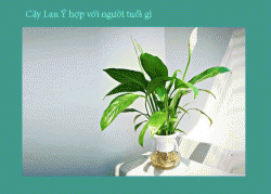 Tham khảo ngay: Cây lan ý hợp tuổi gì nhất?