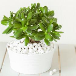 Cây hợp tuổi Tuất là cây nào? Giải đáp ngay!