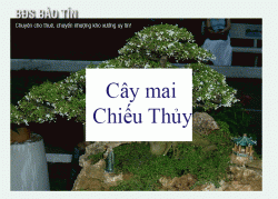Cây mai chiếu thủy hợp với tuổi nào nhất? Tìm hiểu ngay!