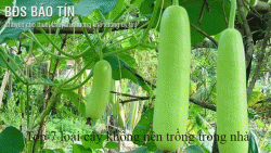Top 7 loại cây không nên trồng trong nhà