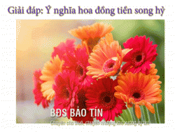 Tìm hiểu ý nghĩa hoa đồng tiền song hỷ