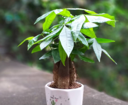 Tìm hiểu Top Các Cây hợp tuổi Tuất nhất