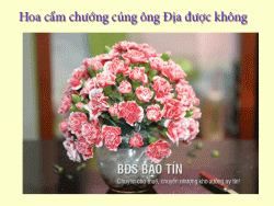 Giải đáp: Hoa cẩm chướng cúng ông địa được không?