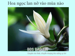 Giải đáp: Hoa ngọc Lan nở vào mùa nào 