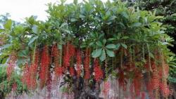 Ý nghĩa phong thủy trồng cây lộc vừng trước nhà