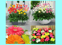 Tổng hợp các loại hoa phong thủy ngày tết