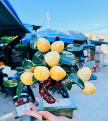 Đặc điểm về cây đào đá phong thủy