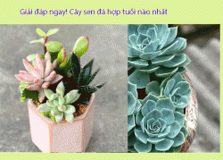 Tìm hiểu Sen đá hợp tuổi nào nhất?