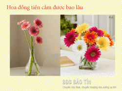 Hoa đồng tiền cắm được bao lâu? Bí quyết giữ hoa đồng tiền tươi lâu?