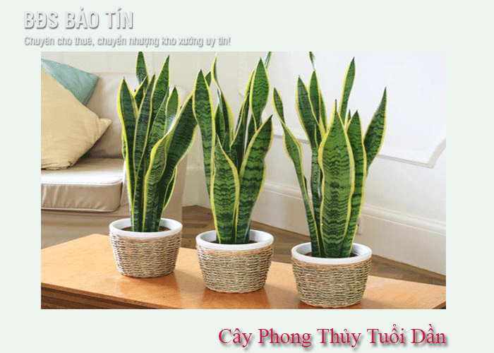 Tổng hợp các cây phong thủy tuổi Dần mang nhiều may mắn