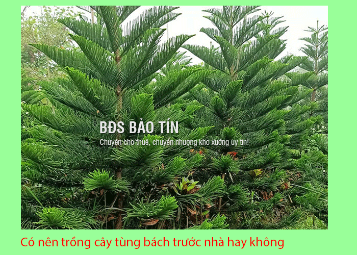 Có nên trồng cây tùng bách trước nhà hay không?