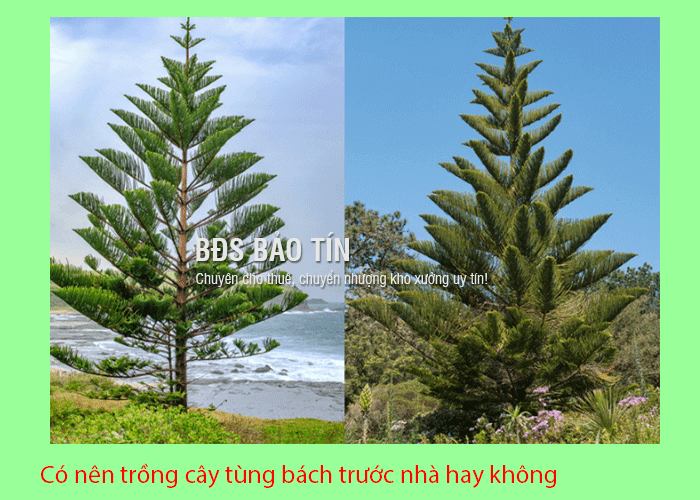 Có nên trồng cây tùng bách trước nhà hay không?