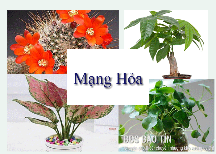 Giải đáp ngay: Mạng Hỏa hợp cây gì nhất? 