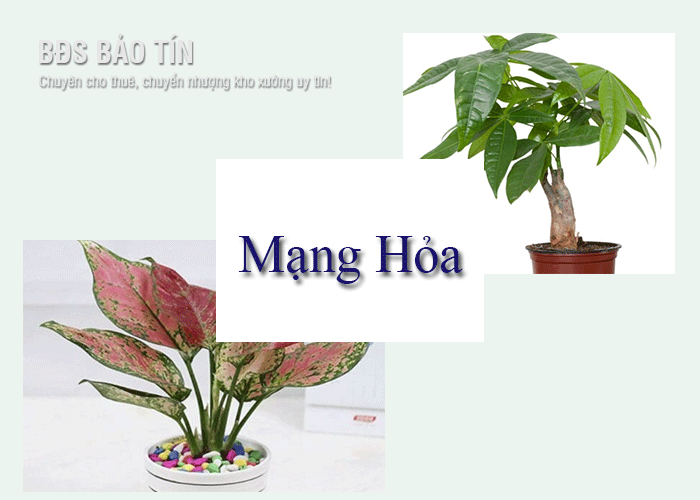 Giải đáp ngay: Mạng Hỏa hợp cây gì nhất? 