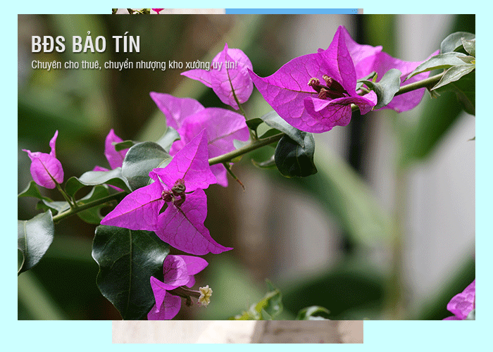 Phong thủy hoa giấy - Giải đáp chi tiết nhất