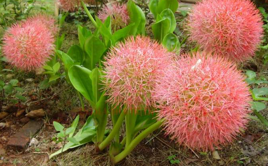 Tìm hiểu ý nghĩa hoa hồng tú cầu